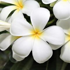 Hoş Kokulu Ken's White Plumeria Fidanı (100-200 cm)