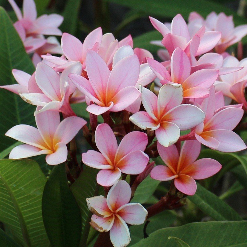 Hoş Kokulu Gemini Plumeria Fidanı (100-200 cm)