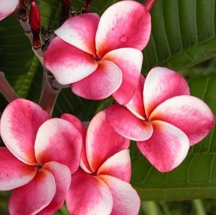 Hoş Kokulu Elsie Plumeria Fidanı (100-200 cm)