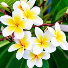 Tüplü Kokulu Plumeria Amerikan Fulu Fidanı (20-40 Cm) (3 adet)