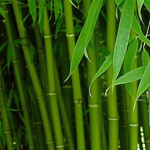 Tüplü Bambu Fidanı (200-300 cm)