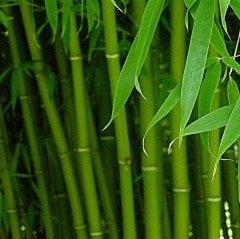 Tüplü Bambu Fidanı (100-150 cm)