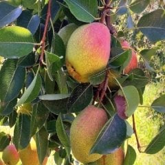 Tüplü Aşılı Bol Verimli İri Meyveli Aromalı Tam Bodur Santa Maria Armut Fidanı