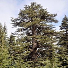 Tüplü Katran Ağacı Fidanı (Toros Sediri) 30-60 cm