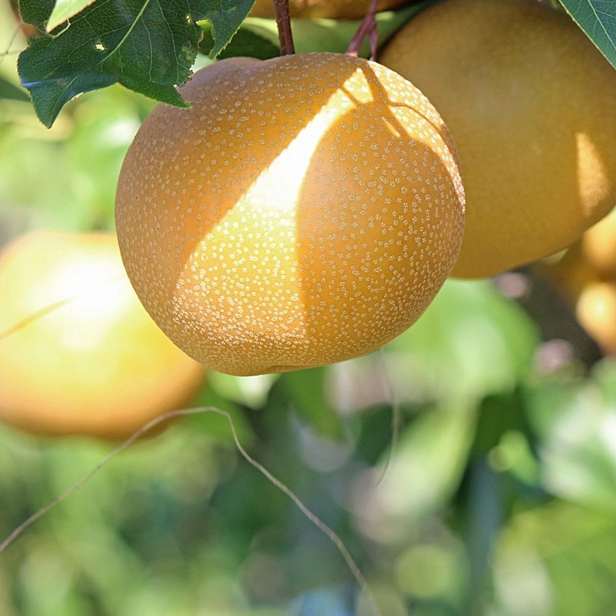 Tüplü Aşılı Aromalı Hoş Kokulu Tam Bodur Hosui Naşi Japon Armut Fidanı