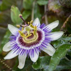 Mavi Çiçek Açan Çarkıfelek (Passiflora Sarmaşığı) Çiçeği Fidanı