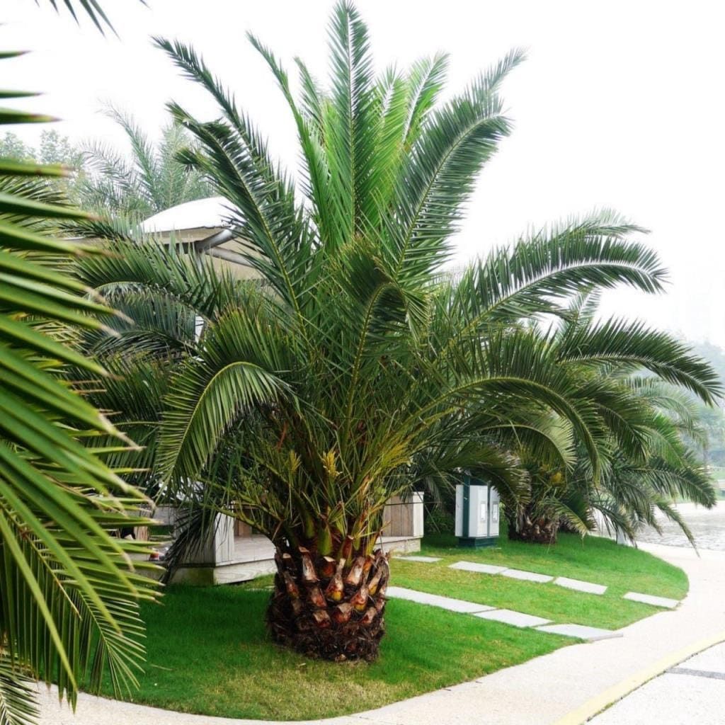 Phoenix Canariensis Palmiyesi Fidanı (80-120 cm)