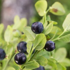 Tüplü Bilberry (Doğal Likapa)Fidanı