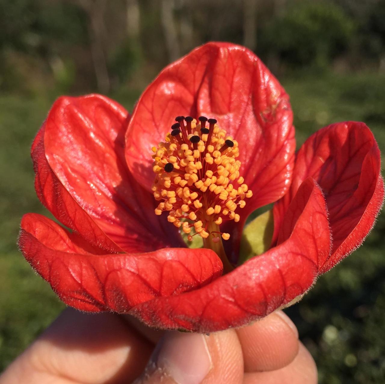 Özel Saksıda Somon Renkli Sultana Nadir Abutilon Çiçeği Fidanı