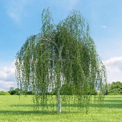 Tüplü Betula Alba Huş Ağacı Fidanı