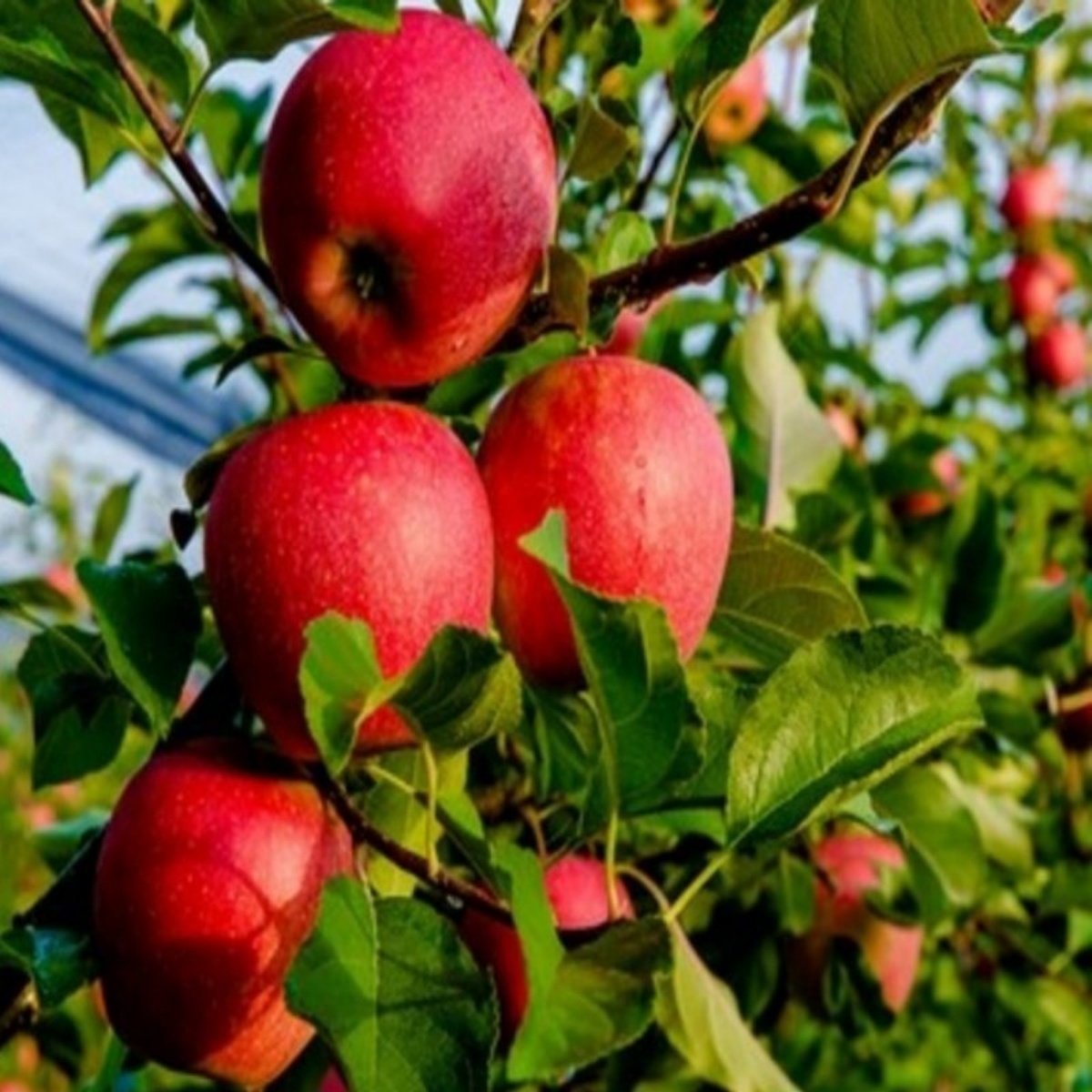 Tüplü Aşılı Sert Sulu Yüksek Verimli Tam Bodur Fuji Kiku Elma Fidanı