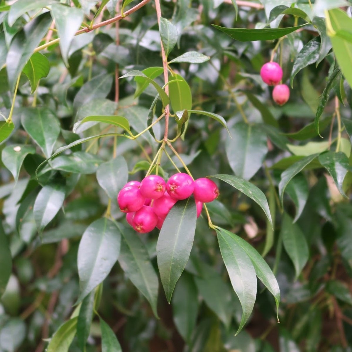 Tüplü Herdem Yeşil Eugenia Myrtifolia Avustralya Fırça Kirazı‏ Fidanı