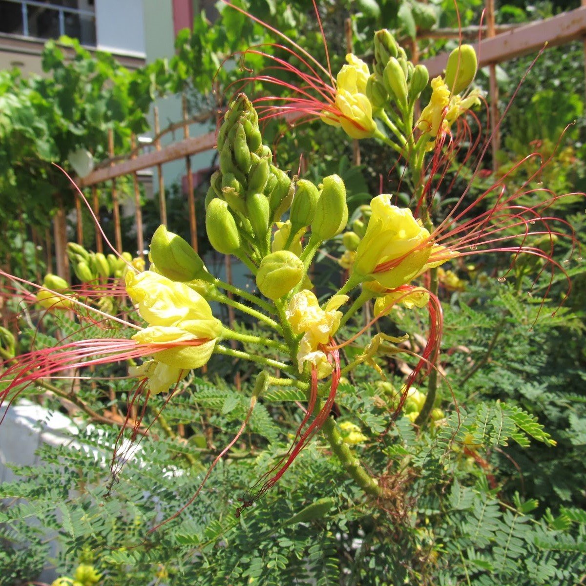 Tüplü Nadir Paşa Bıyığı (Poinciana Gillessii) Fidanı (4-5 Yaş 120-200 cm)