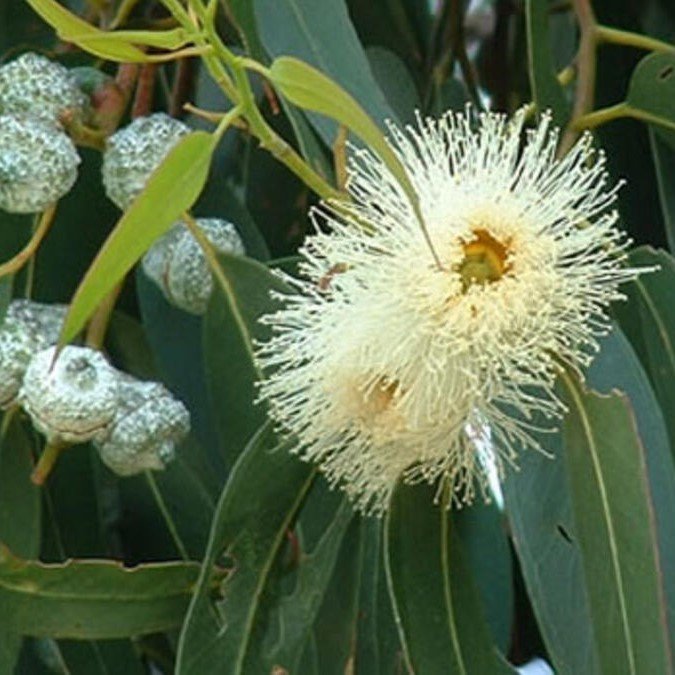 Tüplü Hızlı Büyüyen Okaliptus Ağacı Fidanı (100-150 cm)