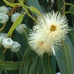 Tüplü Hızlı Büyüyen Okaliptus Ağacı Fidanı (2-3 metre) 4-5 Yaş