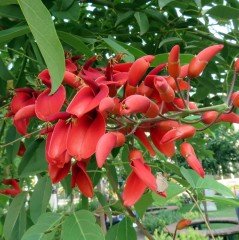 Erythrina Crista Galli Kırmızı Mercan Ağacı Fidanı Özel Çeşit (60-100 cm)