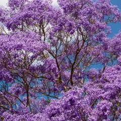 Tüplü Özel Jacaranda (Jakaranda) Ağacı Fidanı (300-400 cm)