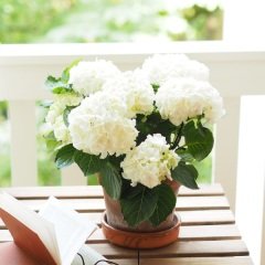 Tüplü Bol Yapraklı Beyaz Çiçekli Ortanca Fidanı