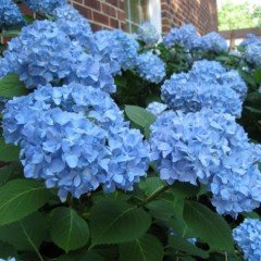Tüplü Bol Yapraklı Mavi Çiçekli Ortanca Fidanı