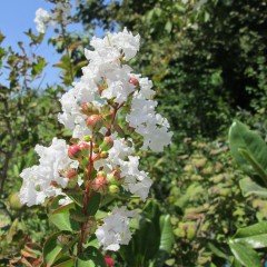 Nadir Lagerstromia İndica Beyaz Renkli Oya Ağacı Fidanı (5-15 cm)