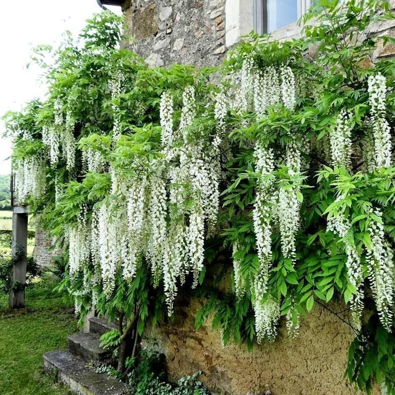 Tüplü Yoğun Kokulu Wisteria Floribunda Alba Beyaz Mor Salkım Fidanı