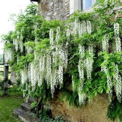 Tüplü Yoğun Kokulu Wisteria Floribunda Alba Beyaz Mor Salkım Fidanı