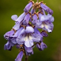 Tüplü Yoğun Kokulu Paulownia Tomentosa Fidanı (10-30 cm) (10 Adet)