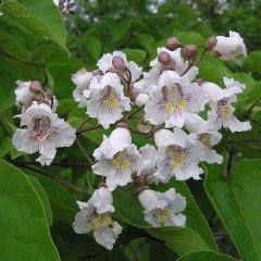 Tüplü Yoğun Kokulu Paulownia (Beyaz Çiçekli) Fidanı
