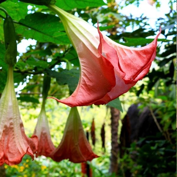 Tüplü Hoş Kokulu Yavruağzı Renkli Brugmansia Meleklerin Borazanı Çiçeği Fidanı 7 Yaş