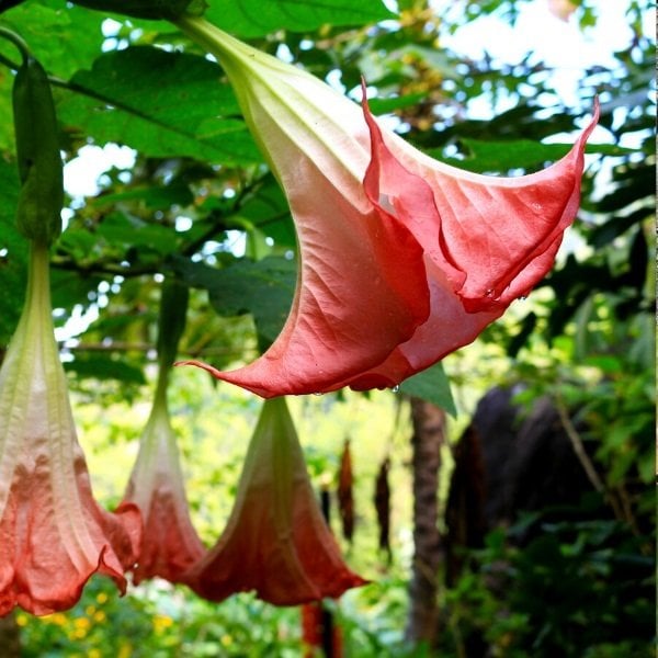 Tüplü Hoş Kokulu Yavruağzı Renkli Brugmansia Meleklerin Borazanı Çiçeği Fidanı