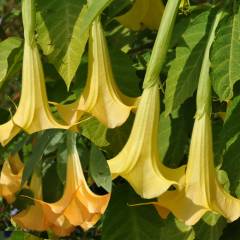 Yoğun Kokulu Yellow Brugmansia Çiçeği Meleklerin Borazanı Çiçeği Fidanı