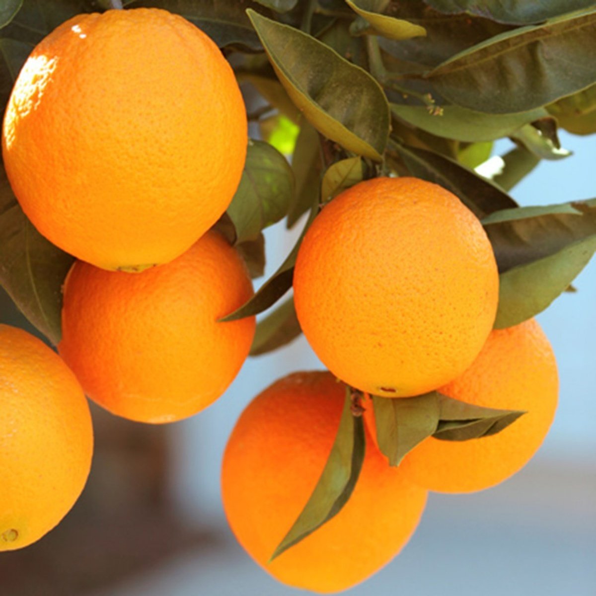 Tüplü Aşılı Meyve Verme Yaşında Geleneksel Rize Portakal Fidanı