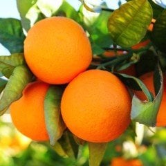 Tüplü Aşılı Meyve Verme Yaşında Erkenci Fukumoto Portakal Fidanı