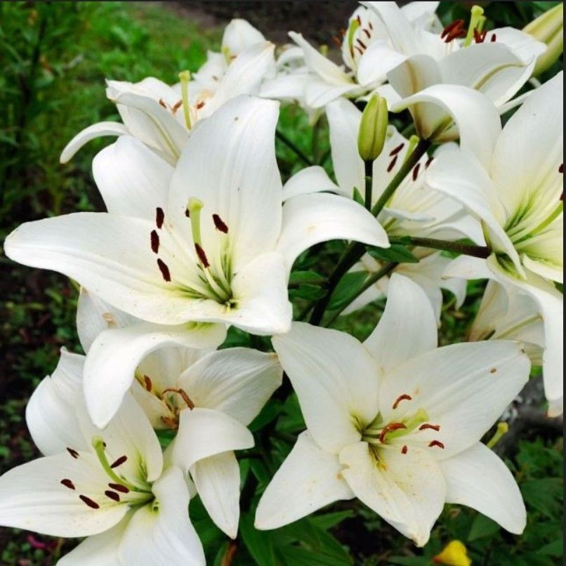 Beyaz Çiçekli Lily Oriental White Kokulu Zambak Soğanı  (1 Aadet )