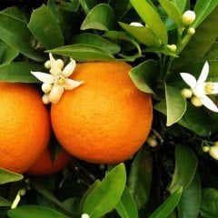 Tüplü Aşılı Nadir Bulunan Verimli Tatlı Şeker Portakal Fidanı