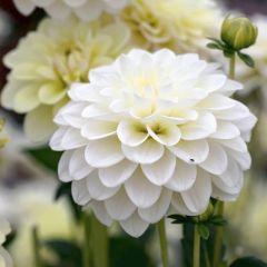 Beyaz Çiçekli OpportunityDahlia Çiçeği Yumrusu (1 Adet)