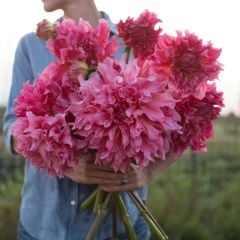 İslander Büyük Çiçekli Yıldız Dahlia Çiçeği Soğanı Yumrusu (1 Adet)