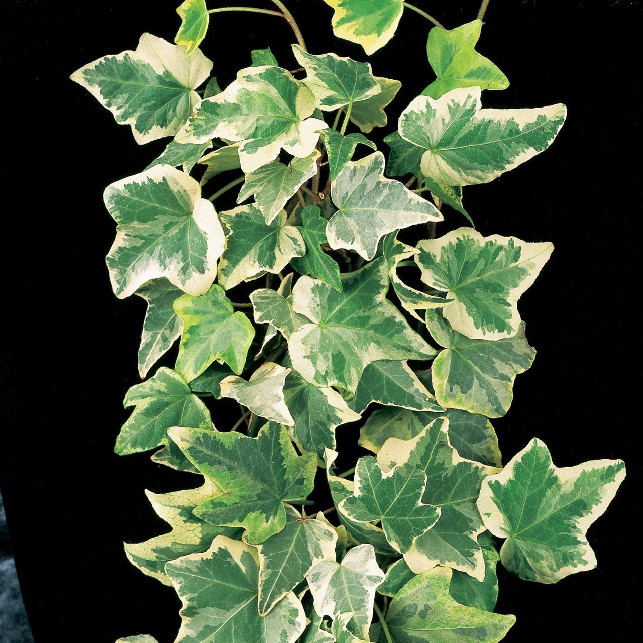 Hedera Helix Anne Maria Alacalı Herdem Yeşil Duvar Orman Sarmaşığı Fidanı (70-120 cm)