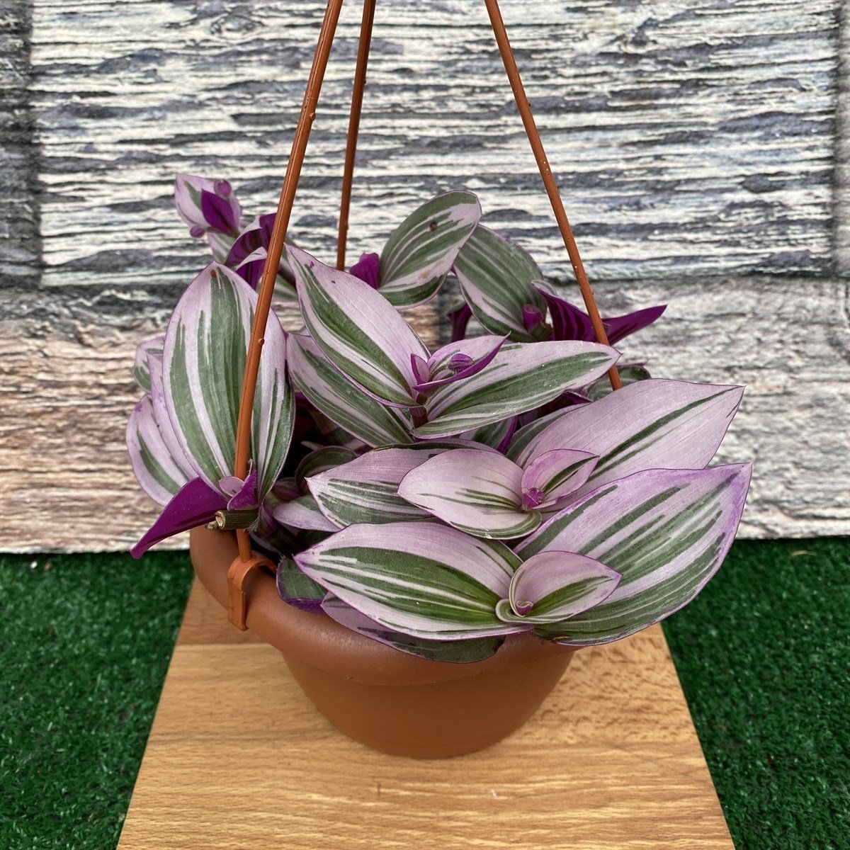 Tradescantia Nanouk Telgraf Çiçeği 5.5 Luk Saksıda (100 adet)