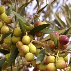 Tüplü Yüksek Verimli Bodur Arbequina Zeytin Fidanı