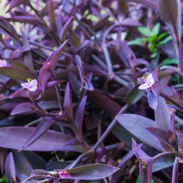 Tradescantia Pallida Purple Heart Mor Telgraf Çiçeği 9 Luk Saksıda