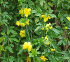 3 Yaş Sarı Çiçekli Yasemin Fidanı (150-200 cm)