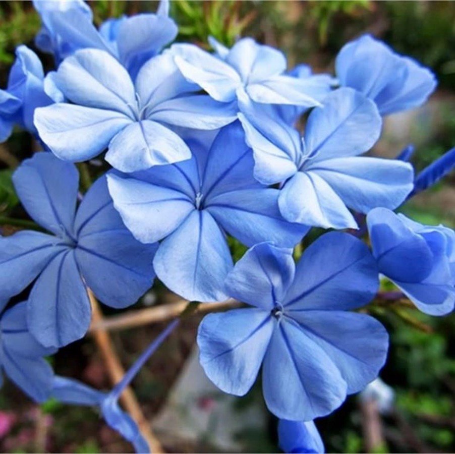 Mavi Çiçekli Yasemin Fidanı (50-100 cm) (5 adet)