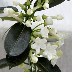 Saksıda Yoğun Kokulu Stephanotis Floribunda Madagaskar Yasemini Fidanı