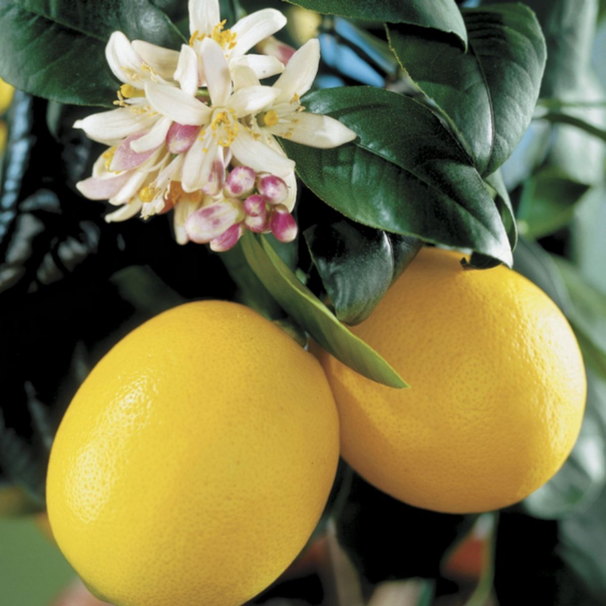 Tüplü Aşılı Yüksek Verimli Bol Sulu Mayer Limon Fidanı