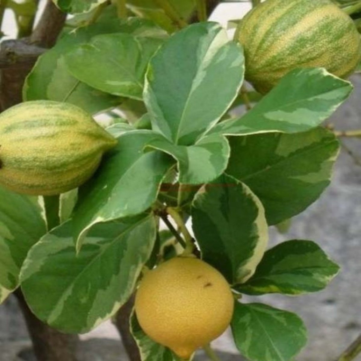 Tüplü Aşılı Özel Çeşit Alacalı Yapraklı Süs Limonu Fidanı
