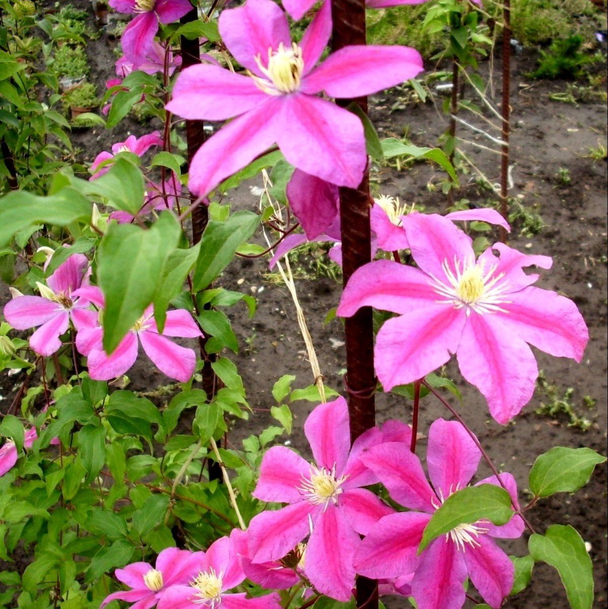Pembe Çiçekli Clematis Çiçeği Fidanı (1 Kök )
