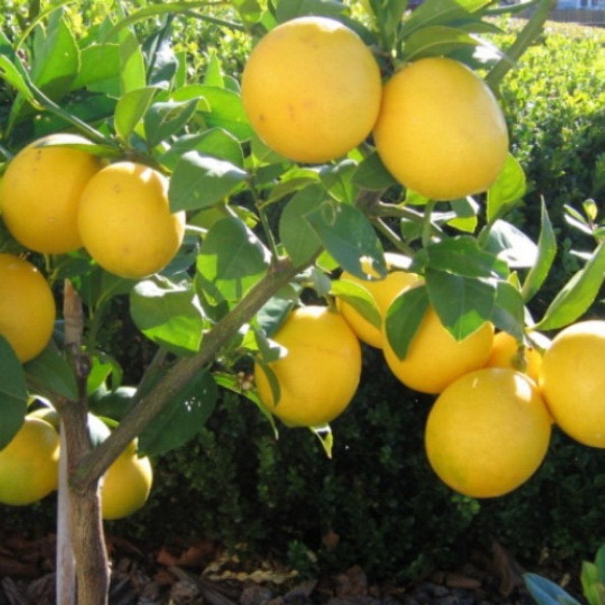 Tüplü Aşılı İri Meyveli Yediveren Extra Jumbo Limon Fidanı