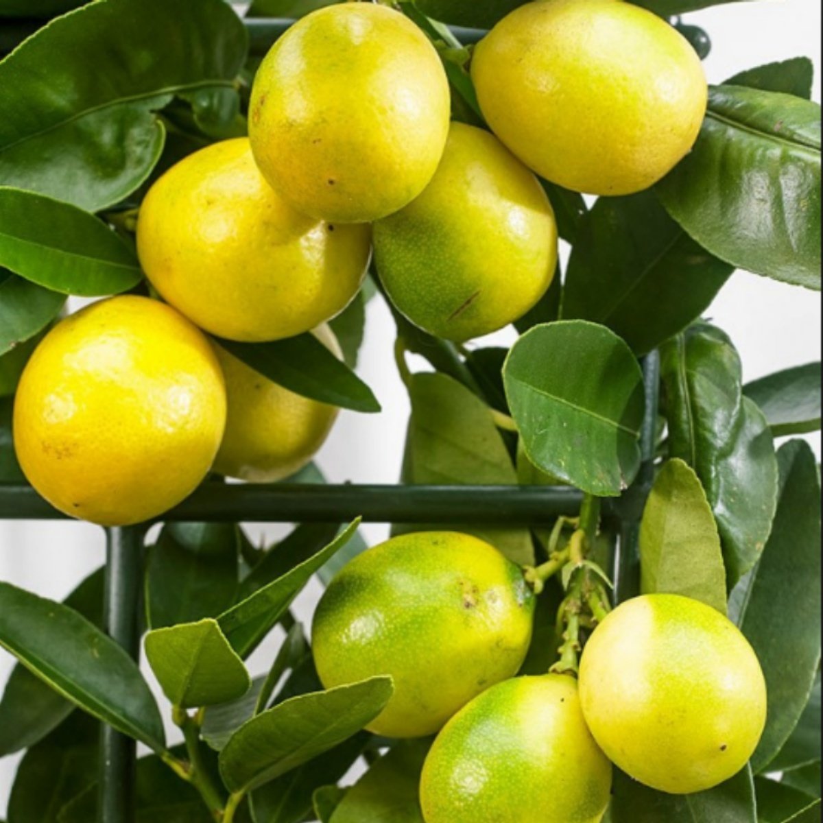 Tüplü Aşılı Verimli Özel Ürün Aromatik Limequat Fidanı