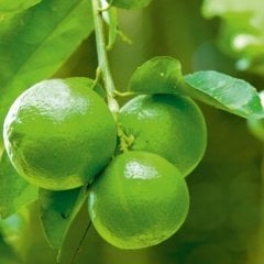 Tüplü Aşılı Yeşil Lime Quat (Çekirdeksiz Limon) Fidanı